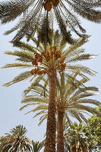 椰枣树水果树干棕榈天空热带叶子天篷背景图片