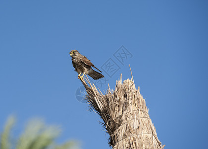 寻找猎物的游荡中的雌性Kestrel天空栖息红隼荒野野生动物女性羽毛背景图片