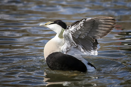 Eider duck 普通海鸟枕头海岸鸭绒飞行运动游泳航班动物水禽羽毛背景图片