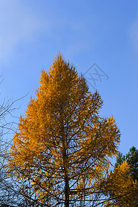 橙色淡度天空叶子森林树木云杉晴天树叶缠绕季节风景背景图片