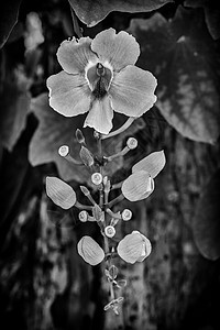 一朵兰花花热带兰花花瓣宏观植物群异国花园情调植物学花束背景图片