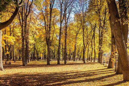 树与长椅在阳光明媚的秋天 叶子落到公园里 树上还有金色的树长椅路面晴天森林落叶太阳季节环境橙子金子背景