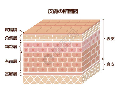 洋葱表皮细胞它制作图案的人类皮肤层绘画保健组织身体器官信息表皮卫生治疗皮肤科插画