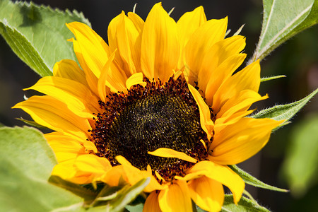 手绘向日葵边框向日葵(Helianthus) 一朵大黄花背景