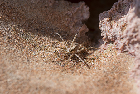 沙漠中的狼蜘蛛 阿联酋动物橙子动物群猎人岩石捕食者运动宏观昆虫狼蛛背景图片