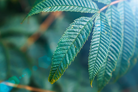 灌木丛的绿叶特写和背景上的阳光刺眼背景图片