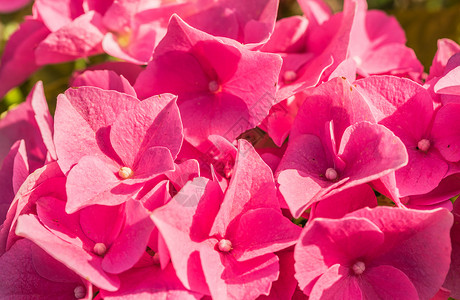 粉红花花花的花朵背景 特写背景图片