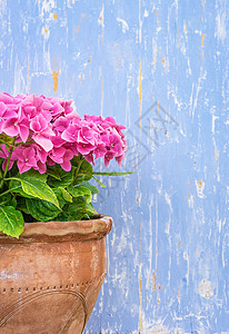 粉红色绣球花盆栽背景图片