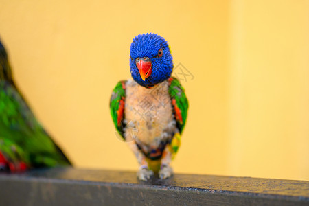 清秀小萝莉彩虹Lorikeet的配对游戏异国疾病眼睛尾巴动物热带翅膀鸟类鹦鹉萝莉背景