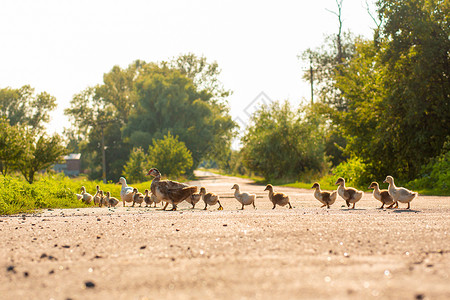 鸭子领着鸭子穿过路 母鸭子带小鸭子家禽荒野团体家畜日落村庄野生动物农业农场农家院背景图片