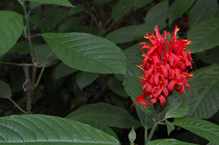 绿色叶子中的红小花朵背景图片