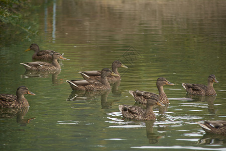 卑微在湖中游泳的一群鸭子鸟类羽毛男性诱惑野生动物身体账单公园池塘嘎嘎背景