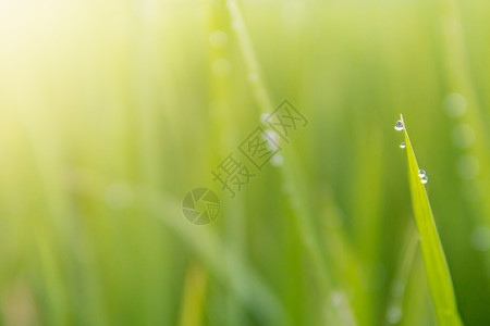 雷震子水滴子水滴季节生长环境绿色公园水分植物叶子阳光背景