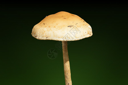 秋天的林地真菌蘑菇 在绿色背景下背景图片