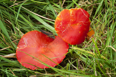真菌 有时叫做红摄影宏观林地森林乡村食用菌植物季节蘑菇毒菌背景图片