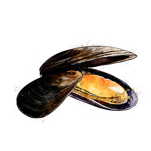 水彩贝壳贝壳 水彩色的孤立图示 两valve软体动物背景