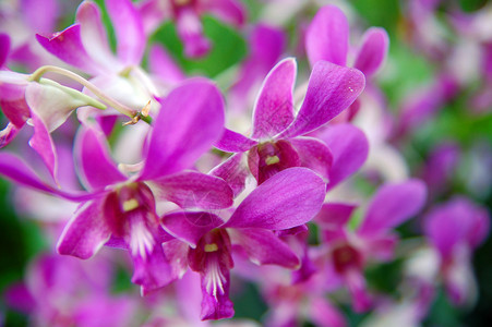 国家兰花园紫色的自然高清图片