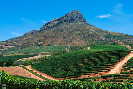 A 南非葡萄园背景图片