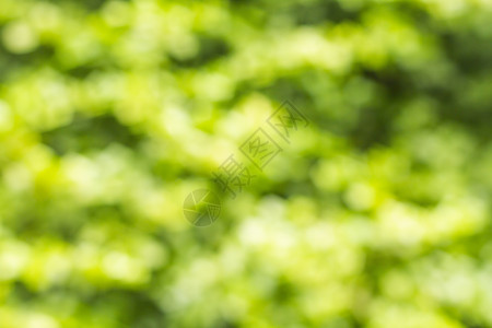 抽象模糊的自然背景森林季节晴天绿色背景图片