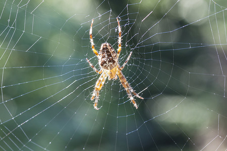 克鲁兹斯平因Name野生动物花园荒野昆虫棕色蜘蛛宏观动物漏洞背景图片