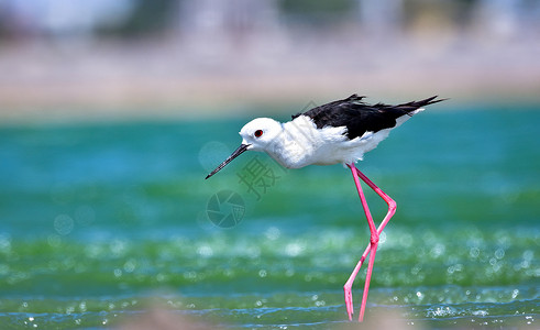 涉水鸟在湖床上寻找食物的黑翼斯图尔特背景