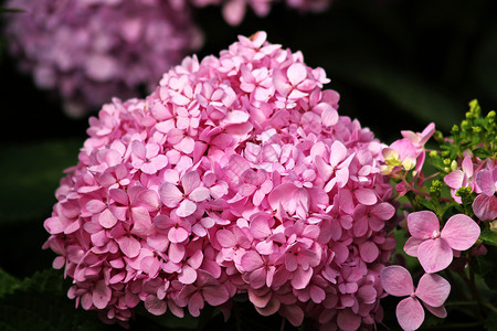 粉红色的绣球花Hydranga是一束粉红花背景
