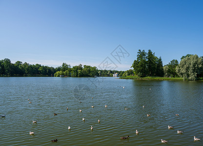 池塘中的鸭子野生动物水平花园树木财产公园旅游旅行高清图片