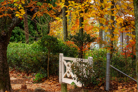 秋季花园植物树篱季节植物群树叶白色背景图片
