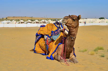 在萨姆沙丘 塔尔沙漠 斋沙默尔 印度拉贾斯坦邦 印度等待游客时 美丽的骆驼穿着装饰的衣服坐着 懒惰 咀嚼食物 骆驼被称为沙漠之舟背景