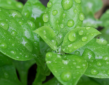 自然抽象背景环境植物生态花园叶子绿色植物学螺旋宏观生长背景图片