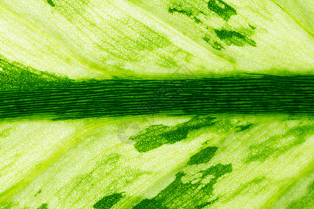 自然抽象背景宏观季节花园植物学生态叶子植物生长环境绿色背景图片