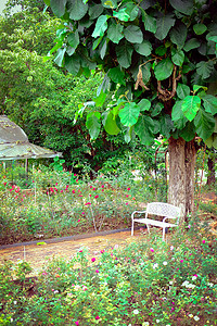 玫瑰花园中的大树和白金属铁椅子椅家具环境树叶金属玫瑰绿色场景植物叶子公园背景图片
