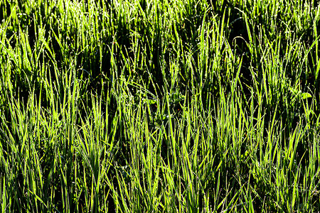 春晨青绿草的毛质 满是露水或雨滴 阳光反射着太阳的光芒场地生活宏观生长露珠植物背景水滴天气草地背景图片