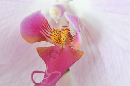 兰花花宏观紫色植物白色温泉花瓣花园植物学花朵粉色背景图片