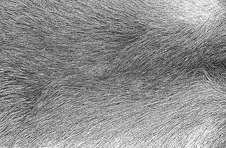毛皮皮革天然毛皮 石灰矢量背景的累赘纹理动物破坏灰尘崎岖织物皮肤皮革荒野地毯老虎设计图片