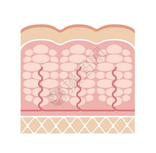 皮肤结果脂肪团皮肤它制作图案护理女性女士细胞编队饮食胶原表皮保健治疗插画