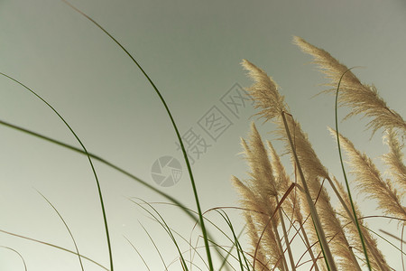 盛开的帕帕草刷子羽毛野花土地植物场地脚趾草图叶状体杂草背景图片