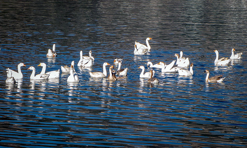 一群白鸭子在印度奈尼塔尔蓝水中游泳背景