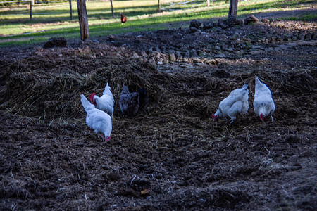 白鸡在粪堆上用红色梳子咬家禽母鸡养鸡下蛋羽毛树木白色棕色尾羽背景图片