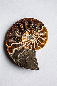 化石史螺旋烧焦高清图片