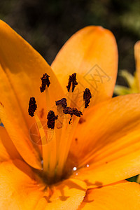 棕褐色的花朵绿色雄蕊花粉邮票棕色花萼花瓣橙花树叶观赏背景图片