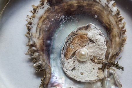 里面有珍珠 打开牡蛎优美养殖淡水纸巾贝壳麝香生蚝珠宝织物背景图片