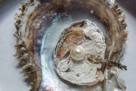 里面有珍珠 打开牡蛎生蚝养殖贝壳珠宝织物淡水优美麝香纸巾背景图片