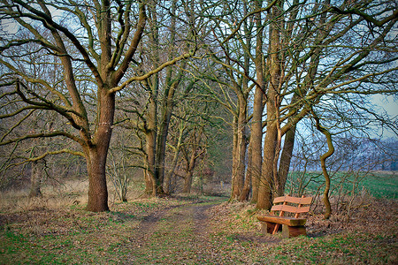 在农村森林边缘的公园长凳上高清图片