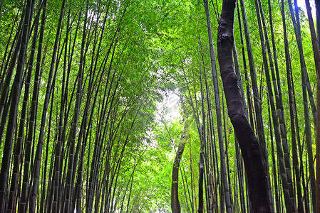 日本京都的青山竹木林竹子吸引力花园绿色植物环境棕色森林旅游旅行背景图片