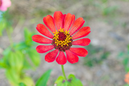 花朵顶端视图背景图片