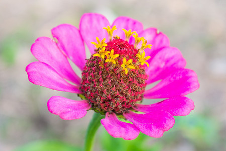 中心特写时的粉色 Zinnia 花背景图片