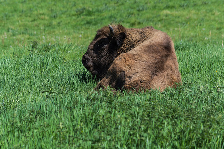 原始动物绿色草原的草地上充满了智慧保护森林动物体哺乳动物野牛野生动物地标牧场男生荒野背景