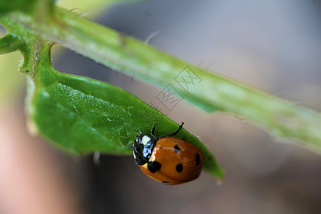 黑色红点素材作为绿叶上的特写 Ladybug花园叶子季节甲虫动物黑色野生动物绿色昆虫荒野背景