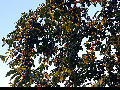 一棵梅树 上面有很多丰收的李子水果背景图片